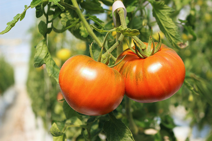 Oshima Tomatoes